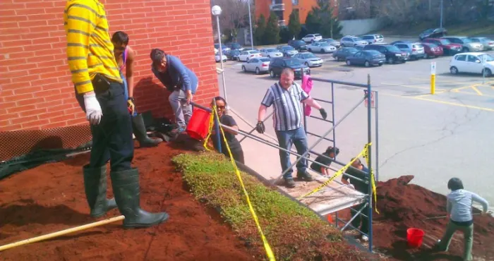 Brampton Canopy Comes Alive