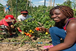 Three young campers on picking tomatoes from the vine,