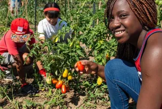 Three young campers on picking tomatoes from the vine,