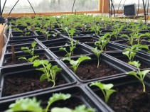 Vegetable Seedlings