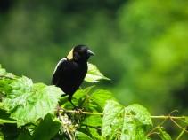 Bobolink