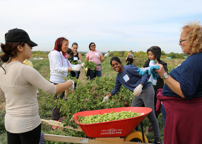 Nadine and other staff removing tomatillos from stems and placing them in red barrel